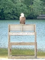 bald-eagle-2.webp