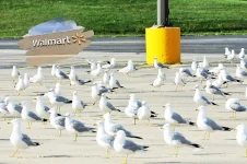 sea gulls.jpg