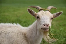 goat-1402613__340.webp