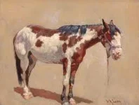 pony.webp