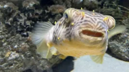 Fish.webp