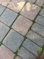 Patio Stone Joint Aug23.JPG
