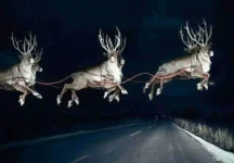 reindeer.webp