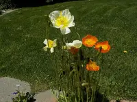 DSCN9015.webp