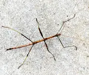 Walking Stick - 1.webp