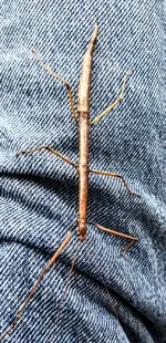 Walking Stick - 2.webp