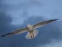Seagull1sm.webp