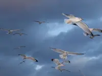 Seagull2sm.webp