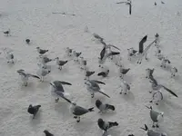 035.webp