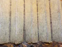DSCN9085.webp