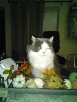 IMG_20201029_060923.webp