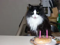 Oreo_Bday_02.webp