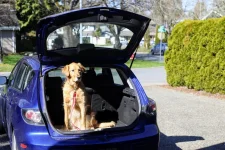 mazda dog.webp