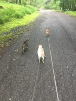 pets walking.webp