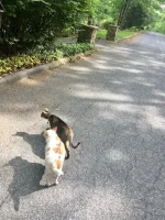 pets2.webp