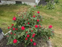 PXL_20210526_170003597.jpg