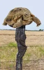 turtle.webp