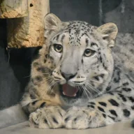 SnowleopardDrivingAGolf