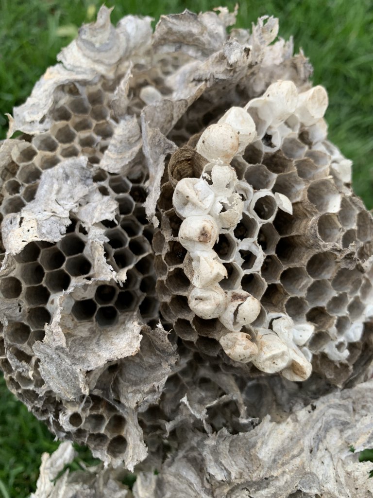 Bald Faced Hornet's nest